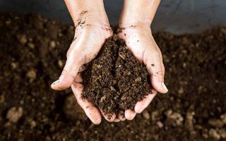 泥炭苔藓可以使块状土壤松弛| GardenersPath.com