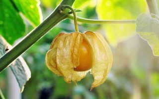 近距离拍摄一颗磨碎的樱桃，外皮部分打开，露出里面的橙莓。挂在树枝上，有柔和的绿色背景。