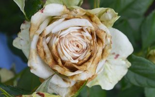 一个近距离的玫瑰盛开遭受葡萄孢枯萎病。花瓣正在变黄变干。背景是软对焦。