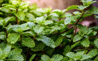 一个薄荷植物的特写生长在花园的深色茎和深绿色的叶子，在江南体育app下载地址安卓版一个软焦点背景。