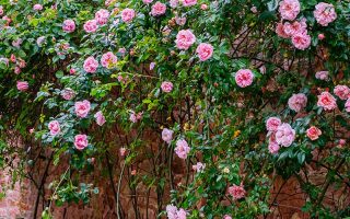 一个近距离的水平图像的石墙覆盖着粉红色的玫瑰。