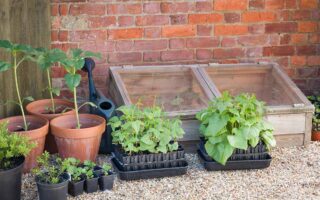 近距离的水平图像，一个小的木制冷框架外砖住宅周围的幼苗和盆栽植物。江南体育app手机登录