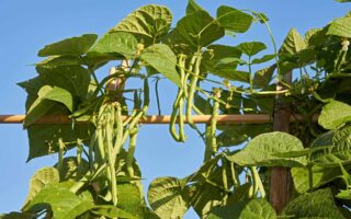 在蓝天背景下，明亮的阳光下，扁豆生长在木支架上的近距离水平图像。江南体育app下载地址安卓版